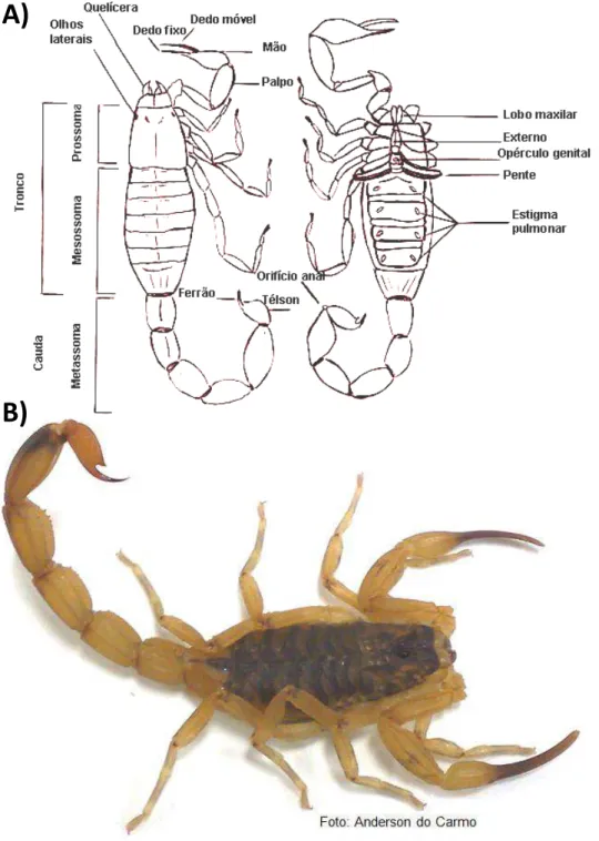 Figura 3: Morfologia de escorpiões e Tityus serrulatus (Escorpião amarelo). 