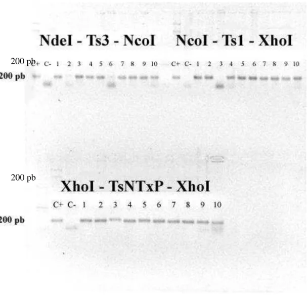 Figura  8:  PCR  de  colônia  dos  clones  obtidos  após  transformação  da  ligação  das  sequências  Ts3,  Ts1  e  TsNTxP em pGEM-T-Easy