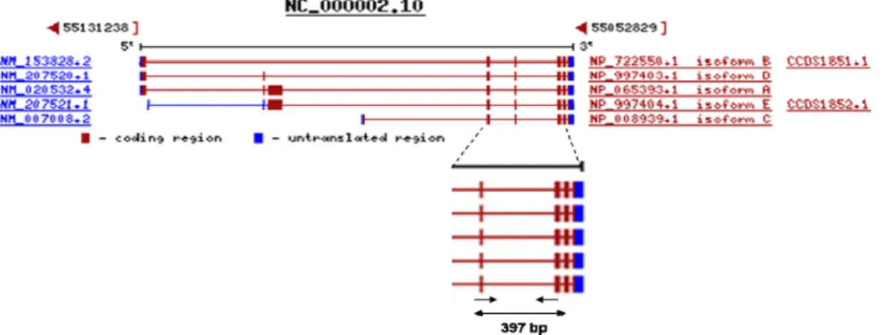 Figura 8. Desenho dos primers para o gene do RTN4. Éxons 5 e 7 foram escolhidos para 