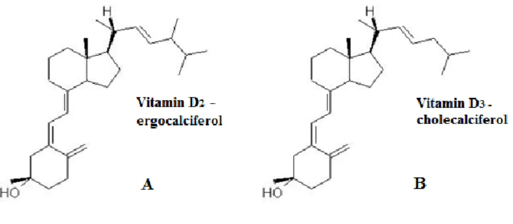 Figure 1 – Chemical structure of vitamin D 2  (A) and vitamin D 3  (B) (University of Bristol, 2007)