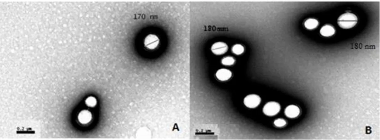 Figure 3 - TEM micrograph of free (A) bare  PLGA and (B) PLGA/cholecalciferol nanoparticles