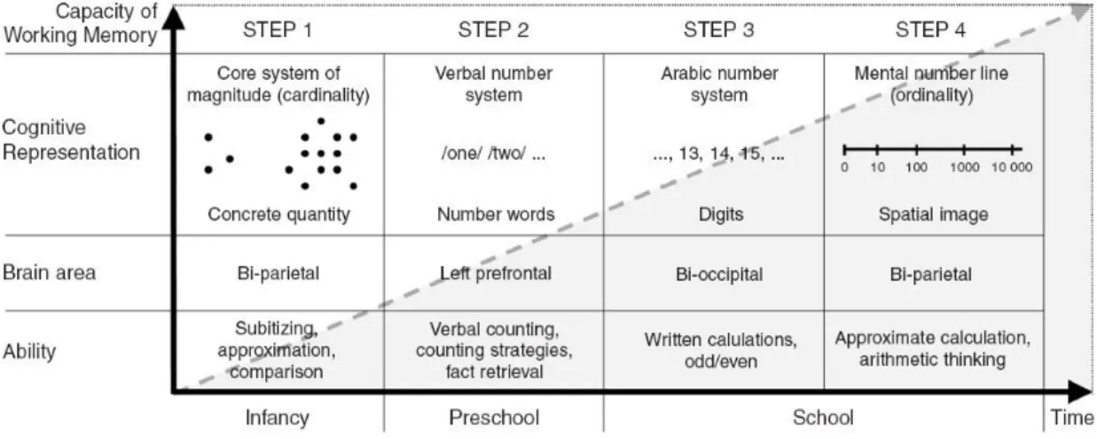Figure  1.  Scheme  of  the  von  Aster  and  Shalev’s  (2007)  hierarchical  four-step  developmental  model of numerical cognition