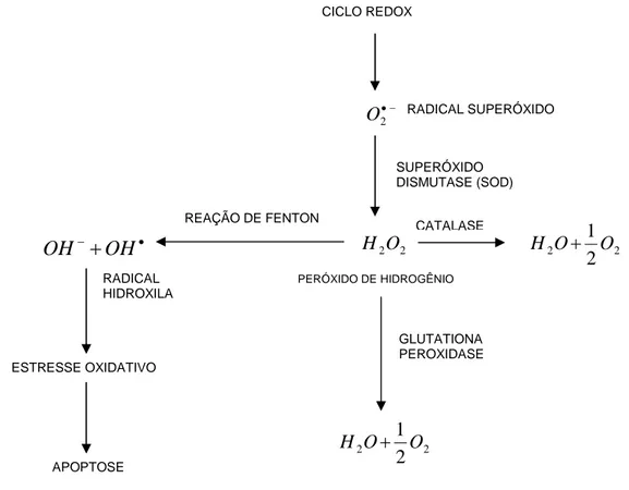 Figura 5: Formação de espécies reativas de oxigênio e mecanismos de proteção celulares  (adaptado de SILVA, 2003 e ORRENIUS, 1994)