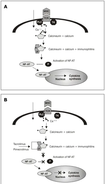 Figure 1 - A) Activity of NF-AT transcription factor via calcineurin;