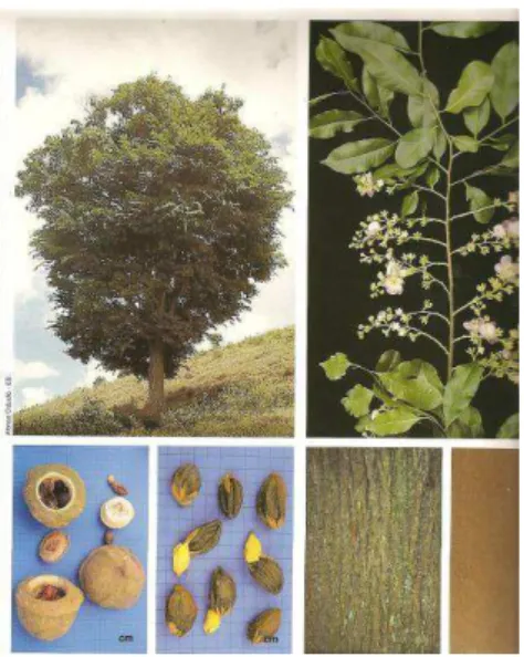 Figura 6 - Árvore Sapucaia. Fonte: Lorenzi. 2001 