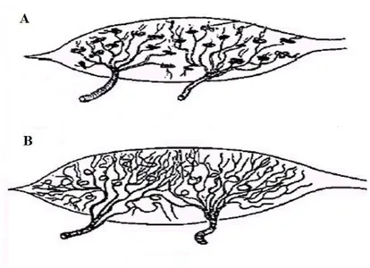 Fig 3. Esquema de ovário de culicídeos. (A) Ovário de fêmea nulípara e (B) ovário de fêmea onípara  ou párida (REITER &amp; NATHAN 2001)