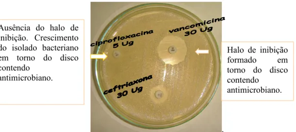 FIGURA  1  -  Teste  de  disco  de  difusão  em  ágar  Muller  Hinton  com  discos  de  ceftriaxona,  ciprofloxacina e vancomicina 