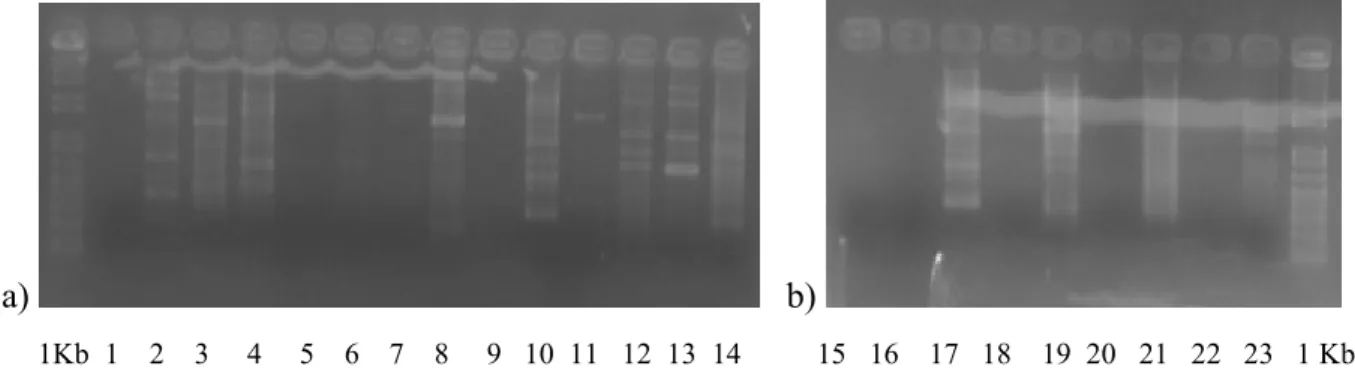 FIGURA 10 - Perfil de bandas das amostras amplificadas pelo rep-PCR com o iniciador Box
