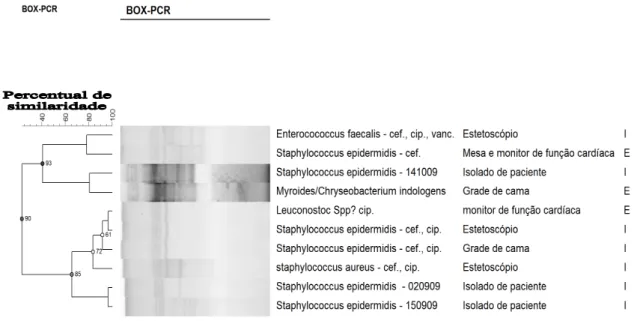 FIGURA 13 – Dendograma com agrupamento das bactérias Gram negativas, de acordo com  os perfis de bandas gerados pelo rep-PCR  com o iniciador (GTG)5 – Belo Horizonte, 2010 