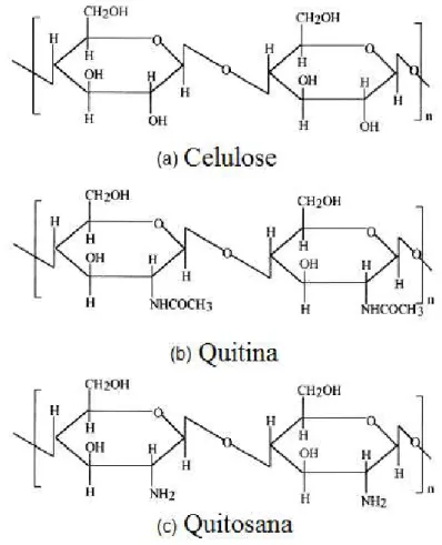 Figura     :  Comparação  das  estruturas  moleculares  da  (a)  celulose,  (b)  quitina  e  (c)  quitosana     ) 