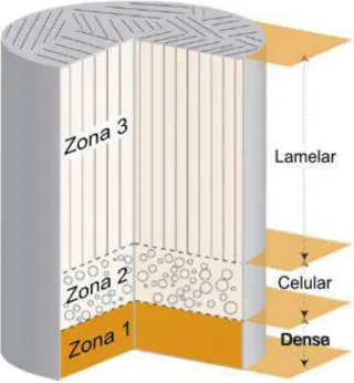 Figura  3.5:  Ilustração  do  comportamento  da  porosidade  nas  3  zonas  de  uma  matriz  durante o processo de liofilização       