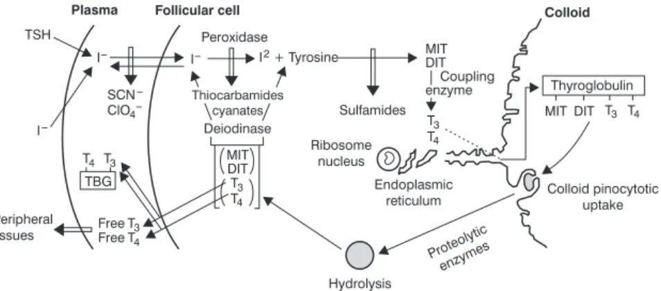 Figure 1 - Scheme representing the synthesis of thyroid hormones
