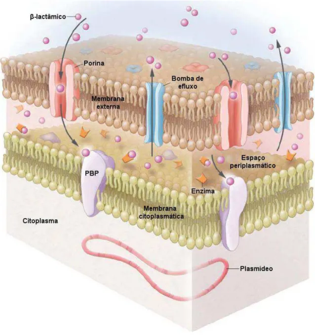 Figura 1  – Mecanismos de resistência aos antimicrobianos do Acinetobacter baumannii  (Adaptado de Munoz-Price &amp; Weinstein, 2008)