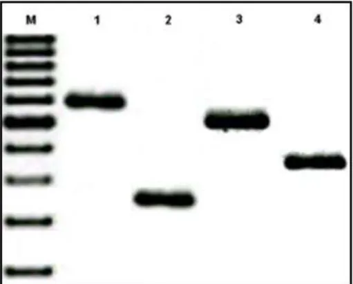 Figura 7  – Reação de PCR para detecção dos genes codificadores das  enzimas OXA. M: Marcador de Peso Molecular 100 pb;   1: OXA-58 (597 pb); 2: OXA-72 (248 pb); 3: OXA-23 (501 pb);  4: OXA-51 (352 pb)