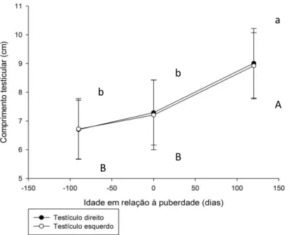 Figura 4. Comprimento testicular no período peripuberal em machos da raça Guzerá. Médias de compri- compri-mento testiculares direito seguidas de letras minúsculas distintas diferem pelo teste t-Student (p&lt;0,0001)