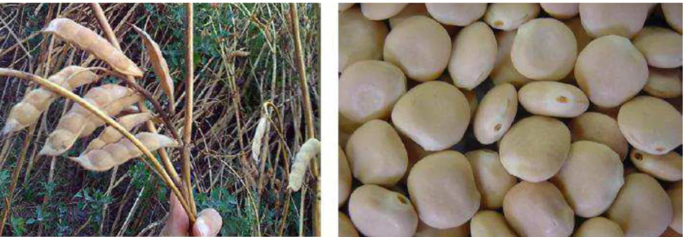 FIGURA 2. Vagem e semente de tremoço branco (Lupinus albus)  Fonte: Braga et al. 2006