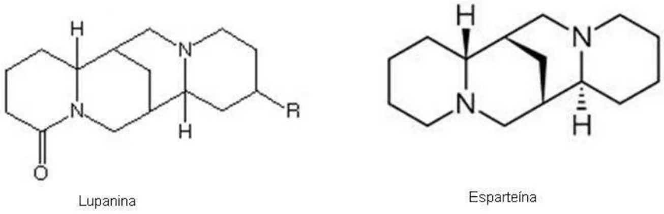 FIGURA 3. Estrutura química de alcalóides do tipo quinolizodínicos presentes no tremoço branco  (Lupinus albus)