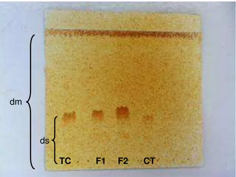 FIGURA  I.1.  Placa  de  alumínio  coberta  com  sílica  gel  utilizada  para  CCD  para  detecção  de  alcaloides  nas  quatro  amostras  de  tremoço  branco  estudadas