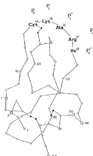FIGURA  4  −   Estrutura  terciária  da  aprotinina.  Os  resíduos  de  aminoácidos  localizados  no  seu  sítio  de  reação  estão  indicados