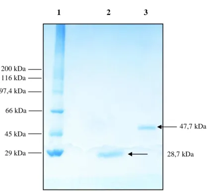 Figura  8  -  Eletroforese  da  rK1  em  gel  de  poliacrilamida  com  gradiente  5-15%  e  SDS 