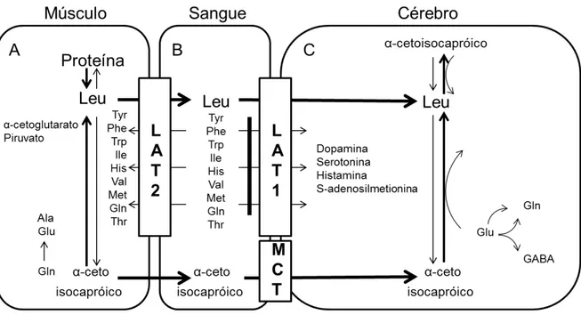 Figura  2:  Fisiopatologia  do  dano  neurológico  na  MSUD.  A)  Aminoácidos  são  liberados  pela 