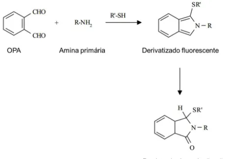 Figura  3:  Reação  de  derivatização  do  OPA  com  aminas  primárias.  O  derivatizado  fluorescente 