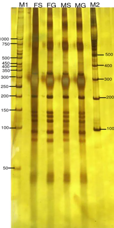 Figura 11 - Perfil de restrição do amplicon do gene de rRNA 16S de plantas femininas  sadia (FS) e com galha (FG); masculinas sadia (MS) e com galha (MG)