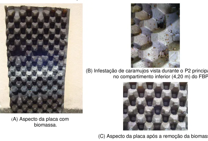 Figura 5.2  – Imagens das placas corrugadas de polietileno amostradas do FBP de placa 