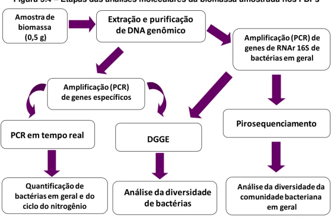 Figura 5.4  – Etapas das análises moleculares da biomassa amostrada nos FBPs  Amostra de  biomassa (0,5 g) Extração e purificação de DNA genômico Amplificação (PCR) de  genes de RNAr 16S de  bactérias em geral Análise da diversidade  de bactériasQuantificação de bactérias em geral e do  ciclo do nitrogênio Análise da diversidade da comunidade bacteriana em geralDGGEPCR em tempo real Pirosequenciamento Amplificação (PCR) de genes específicos