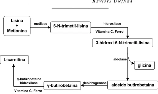 Figura 2. Reações de biossíntese de L-carnitina. 