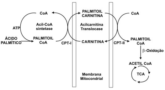 Figura 3. Sistema de transporte de ácidos graxos dependente de L-carnitina. 