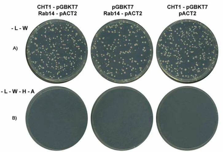 Figura 7: CHT1 e Rab14 não interagem no duplo híbrido em leveduras. (A)  Controle de transformação do experimento: crescimento em meio de cultura  isento de leucina e triptofano