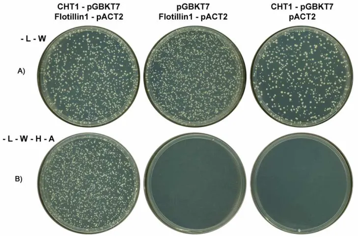 Figura 9: CHT1 e Flotilina1 interagem no duplo híbrido em leveduras. (A)  Controle de transformação do experimento: crescimento em meio de cultura  isento de leucina e triptofano