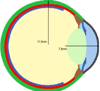 Figura 3.9: Dimensões do olho humano implementado