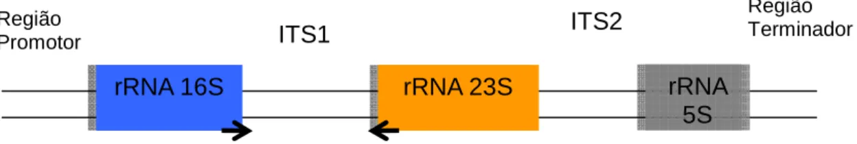 Figura  3.  Representação  esquemática  de  um  operon  ribossômico  típico  de  procariotos; 