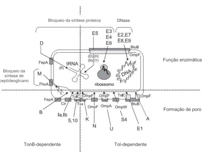 Figura 2.  Representação esquemático da adesão, translocação e modo de ação  das  colicinas  mais  bem  estudadas  (modificado  de  CASCALES  et  al., 10  2007)