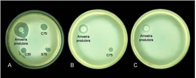 Figura 5.  Avaliação  do  espectro  de  ação  de  Shigella  sonnei  e  dos  extratos  proteicos  intracelulares  C30  (A)  e  C75  (B)  e  extracelular  S75  (C),  precipitados  com  (NH 4 ) 2 SO 4   à  saturação  de  30%  e  75%