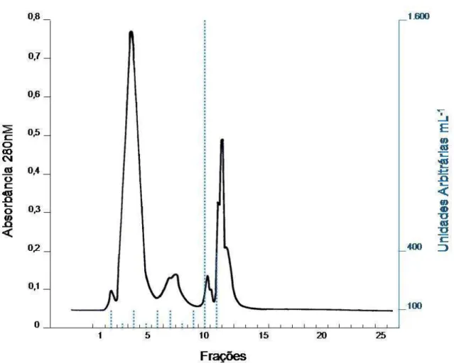 Figura 13. Cromatografia  por  exclusão  molecular  do  pico  C  (frações  15  e  16)  proveniente da cromatografia por troca iônica