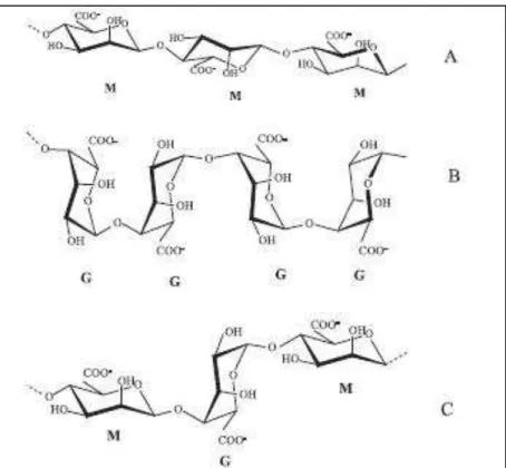 Figura 1: Estrutura dos blocos homopolímerícos M- e G- (formados a partir de resíduos de ácido manurônicos e  gulurônicos, respectivamente) e dos blocos heteropolíméricos M-G-M-, que constituem a molécula de alginato