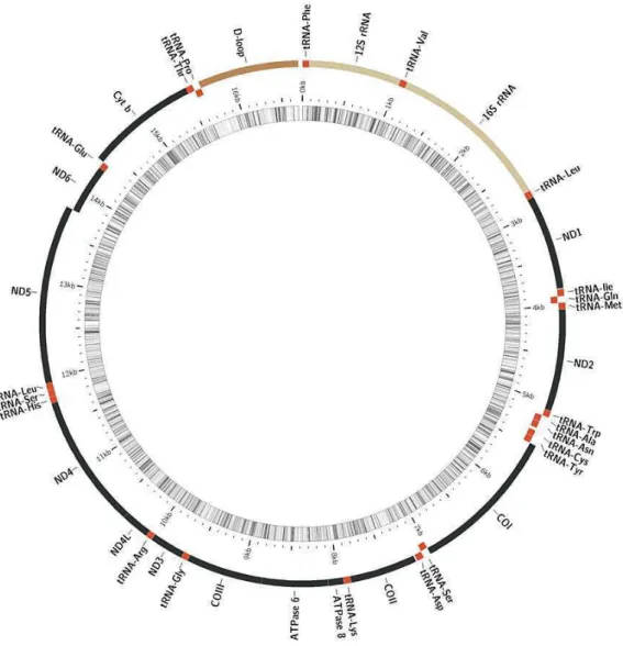 Figura 17: Mapa de anotação do genoma mitocondrial de  P. costatus. O anel externo mostra a 