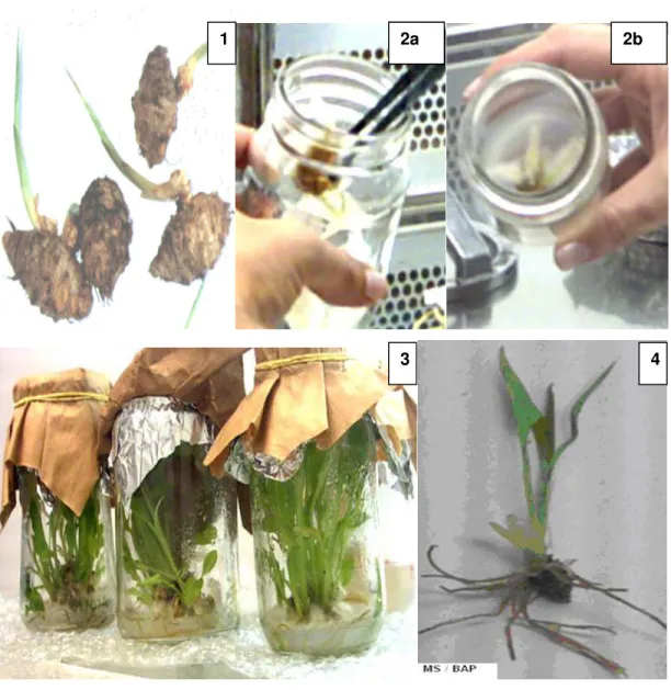 Figura III.2. Etapas do cultivo da cúrcuma in vitro para o estabelecimento da cultura: (1)  gemas (explante primário) utilizados  para  a retirada do explante; (2a e  2b) manipulação  da plântula para distribuição entre os meios avaliados (3) plântula no m