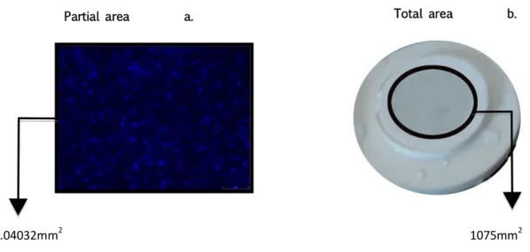 Figure 5. a. Overview of a microphotograph with DAPI stained cells, taken under epifluorescence light