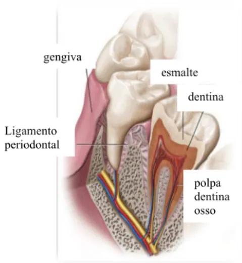 FIGURA 1- Anatomia dental (NANCI, 2008) 