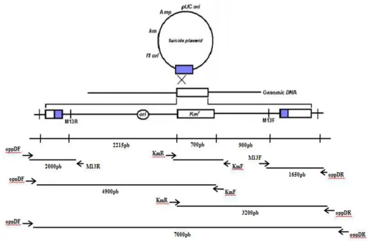 Figura  8.  Representação  esquemática  da  estrutura  gênica  após  o  evento  de  recombinação  homóloga simples (interrupção do gene oppD ) ‏, e os fragmentos gerados pela PCR