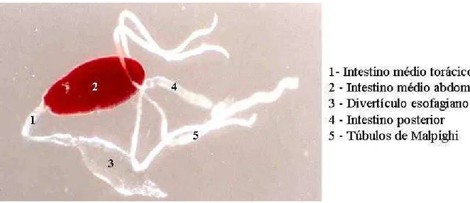 Figura 1B - Intestino dissecado de fêmea de Lutzomyia longipalpis após ingestão de açúcar e do  repasto sanguíneo  Piloro Íleo RetoEsôfagoFaringeVálvula doestomodeuIntestino médioIntestino posteriorIntestino anteriorDivertículo esofagiano Túbulos de Malpighi IMTIMAPiloroÍleoRetoEsôfagoFaringeVálvula doestomodeuIntestino médioIntestino posteriorIntestino anteriorDivertículo esofagianoTúbulos de Malpighi IMTIMA