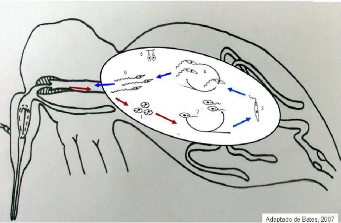 Figura 2 - Esquema do ciclo vetorial de Leishmania sp. (adaptado de Bates, 2007) 