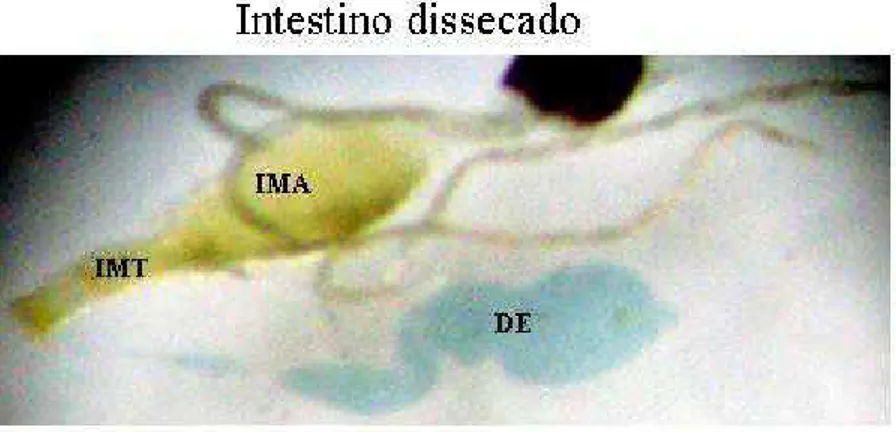 Figura 4 - Intestino de fêmea alimentada com solução contendo o corante azul de bromotimol e  soluções do corante em pHs conhecidos  