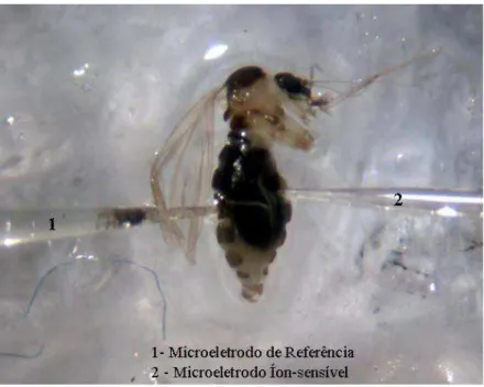 Figura 6B - Introdução dos microeletrodos no intestino médio abdominal de fêmea de Lutzomyia  longipalpis ingurgitada 