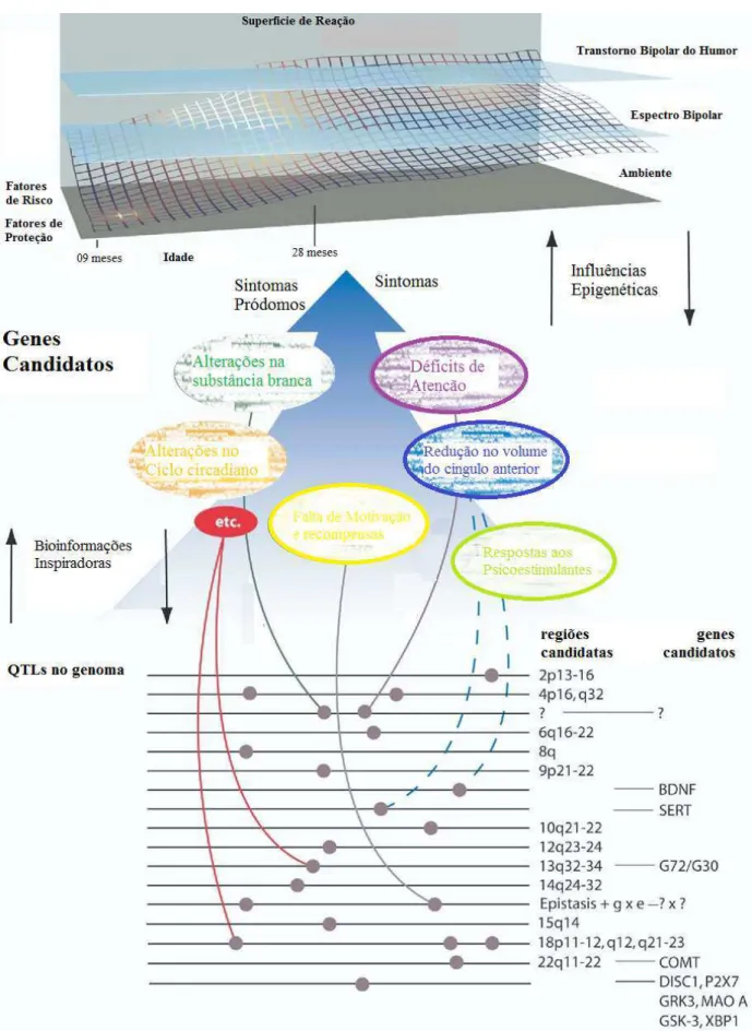 Figura  01.  Modelo  Heurístico  de  Endofenótipos  para  o  Transtorno  Bipolar  do  Humor  (adaptado  de  Gotsman e Gould, 2003 e modificado em Hasler, 2006) 