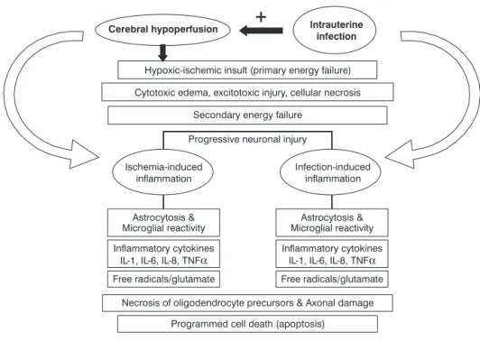 Figure 1 - Pathogenesis of periventricular leukomalacia